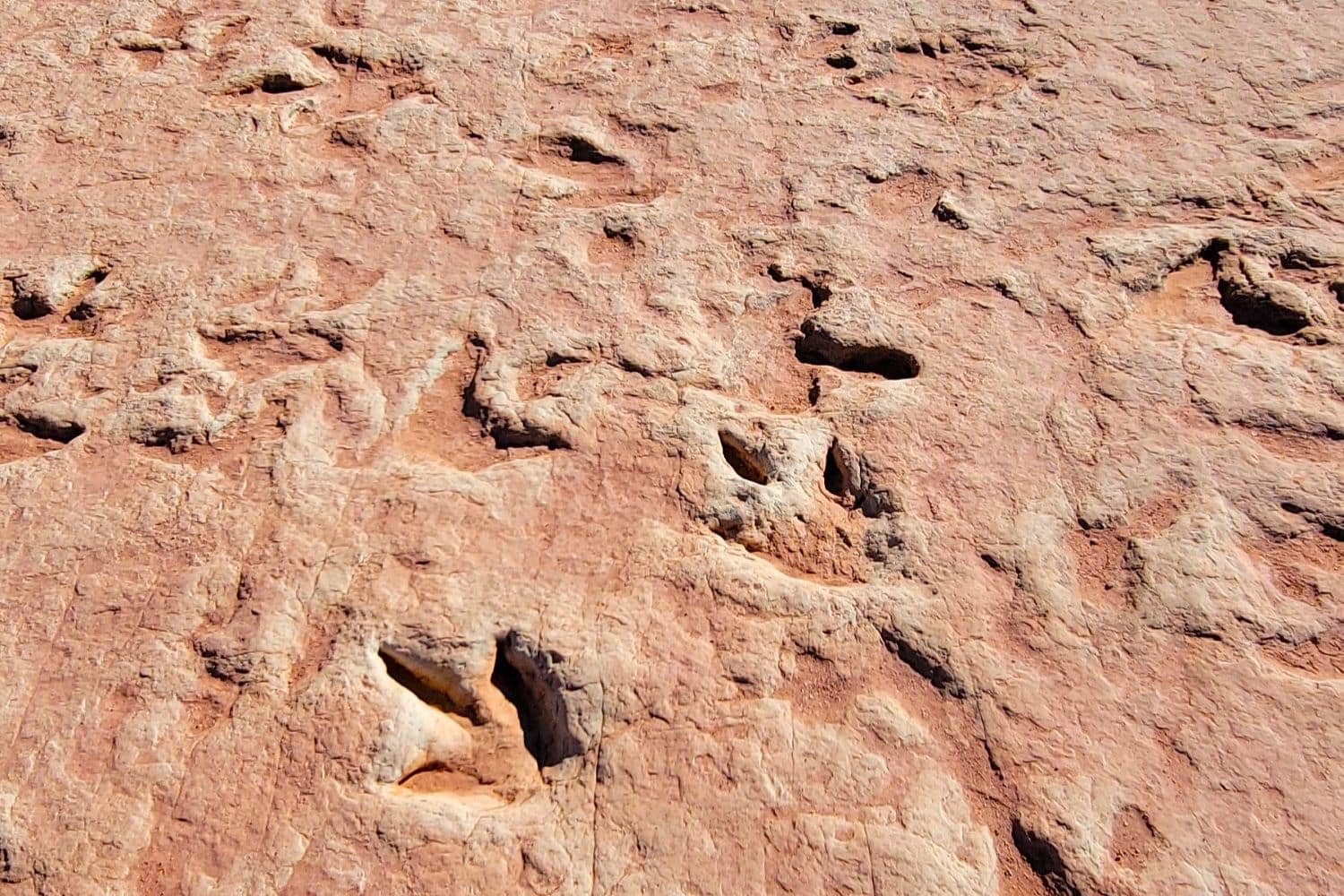 Stunning Arizona Dinosaur Tracks – Hiding in Plain Sight • Traveling with Purpose